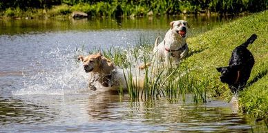 Labrador retriever's playing in water