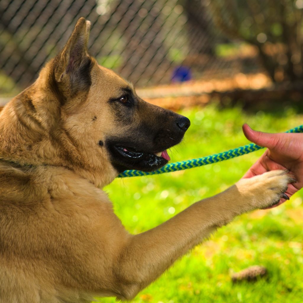 German Shepherd shaking hands