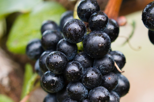 Petite Verdot grapes
