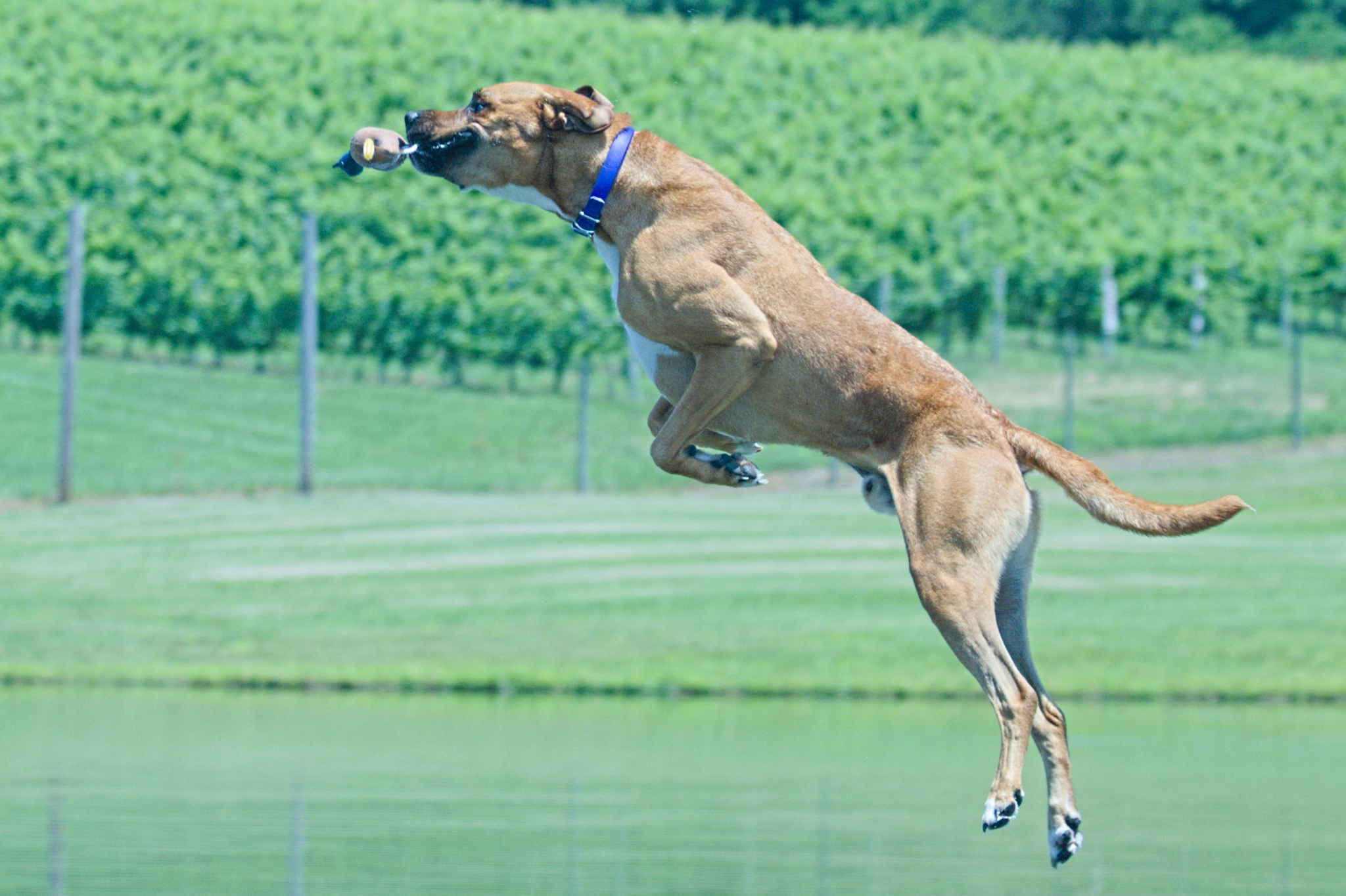 Dog jumping