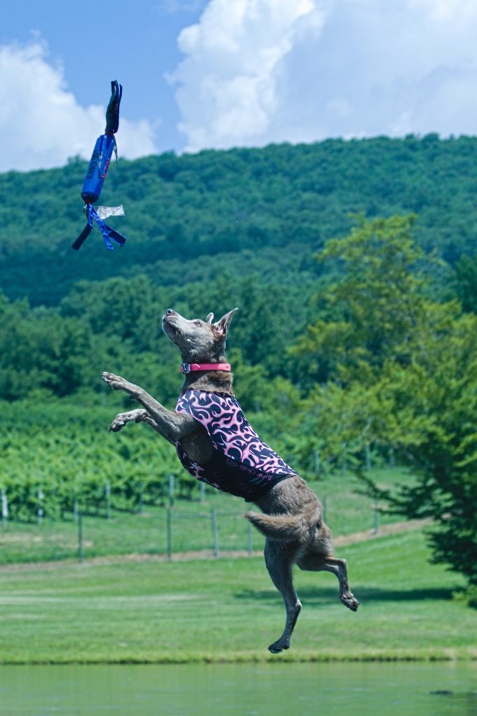 Dog jumping