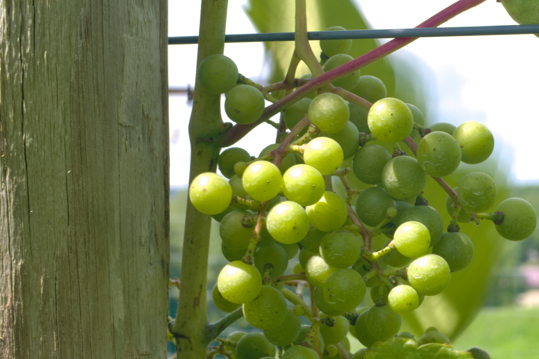 Grape close up