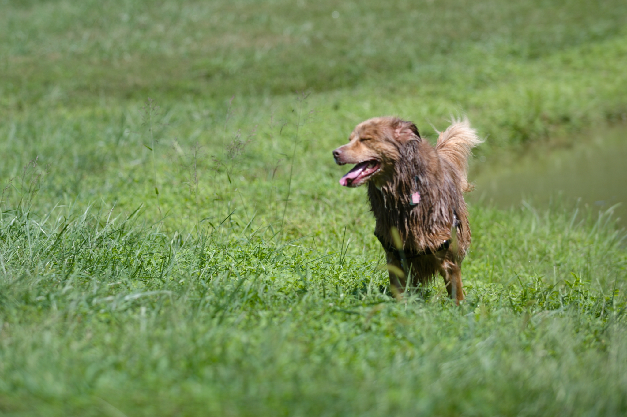 Australian Shepherd Wet dog running