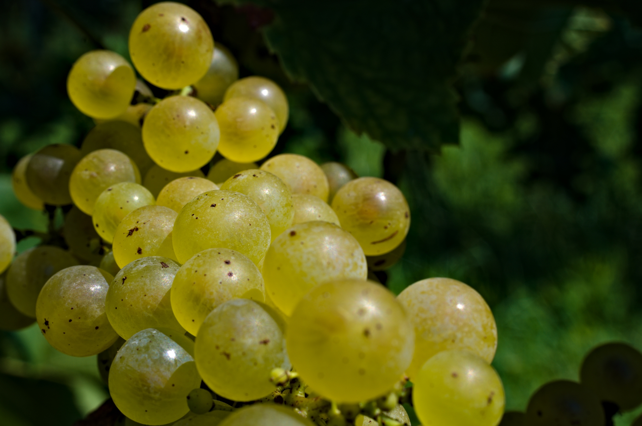 Green grape close up