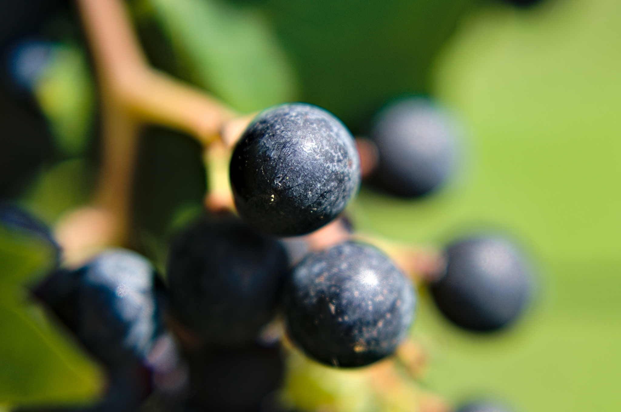 Grape close up