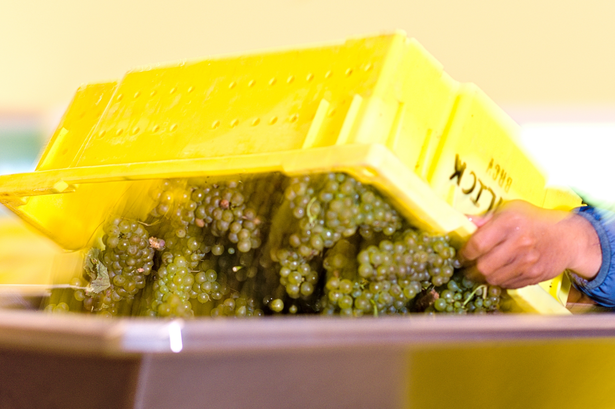 Dumping grapes in the press