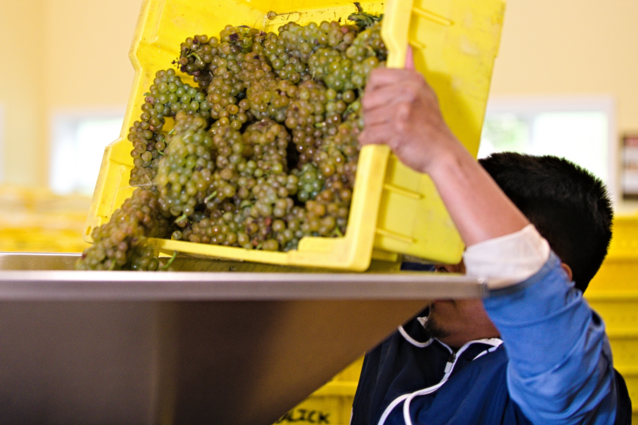 Dumping grapes in the press