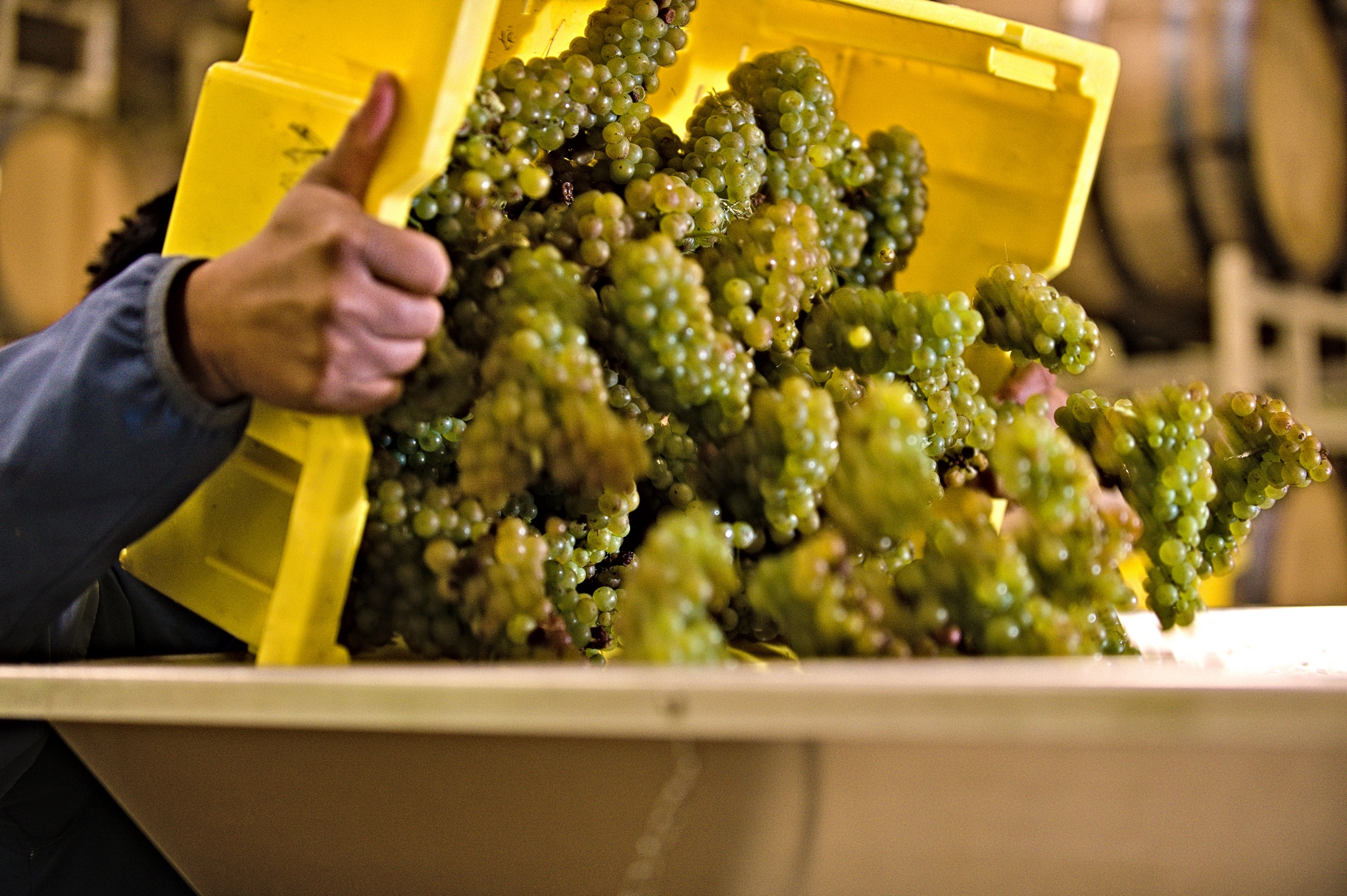 Dumping grapes in the press