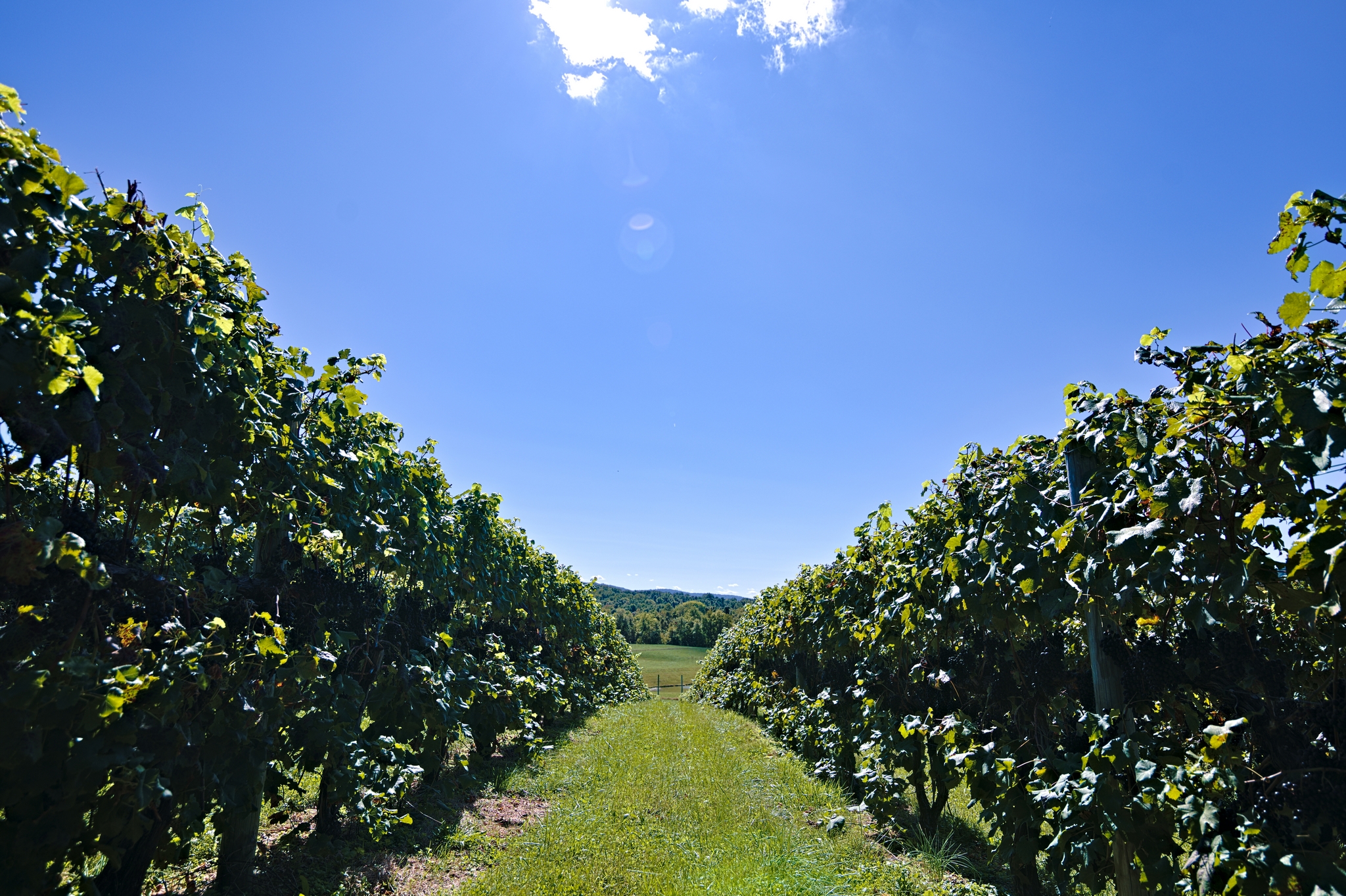 Walking through the vines