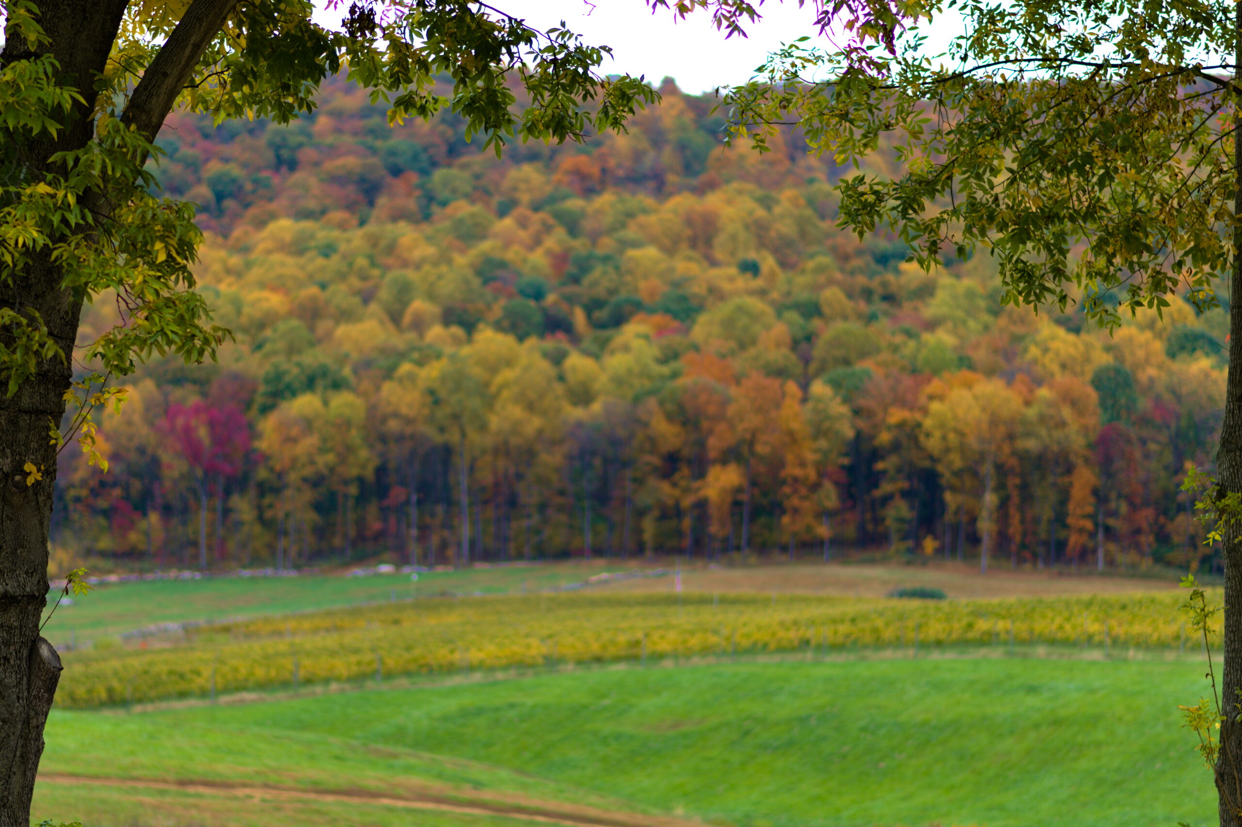 Autumn foliage on hillside