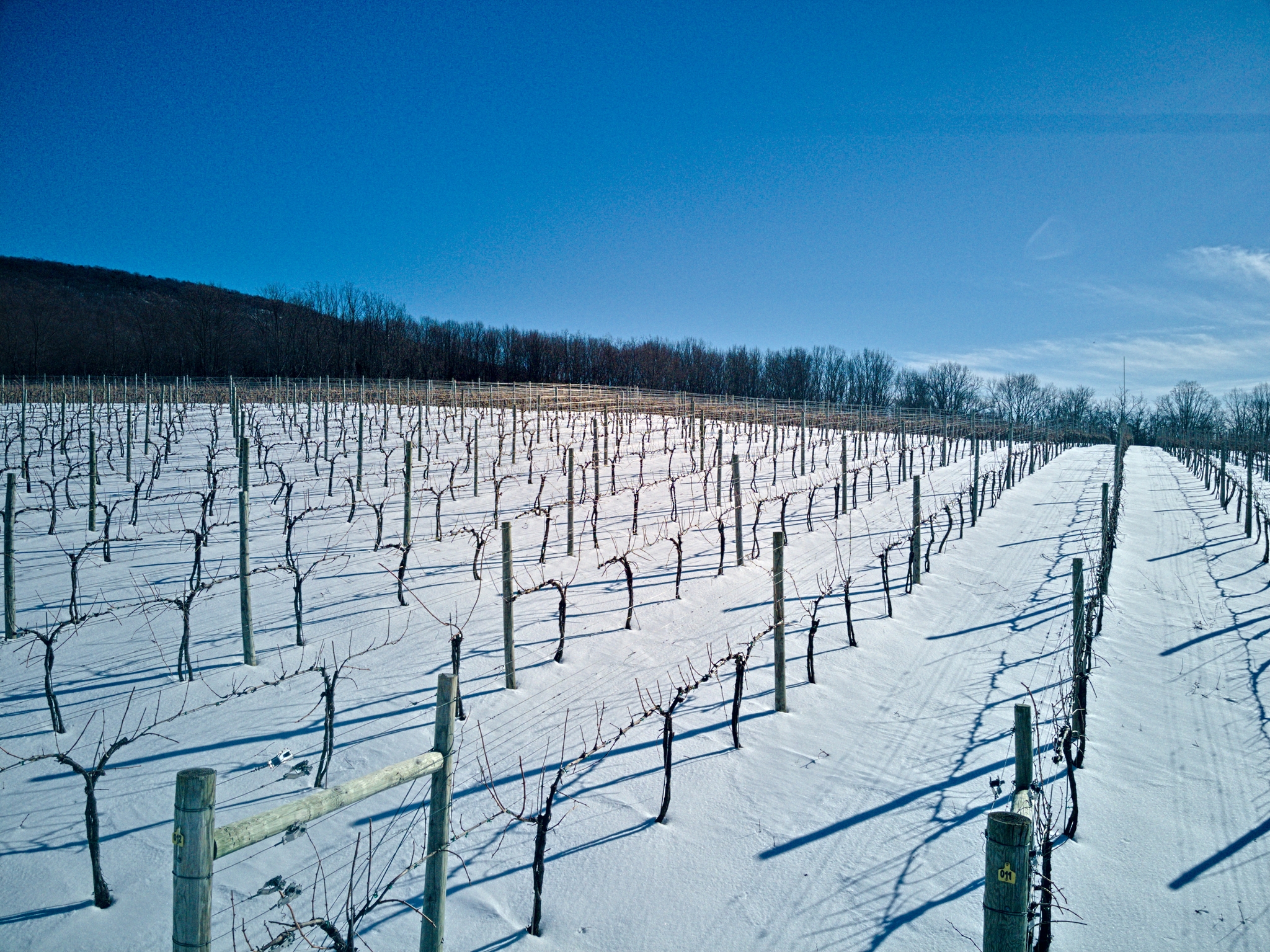 Sunny, snowy vineyard with rows of grape vines