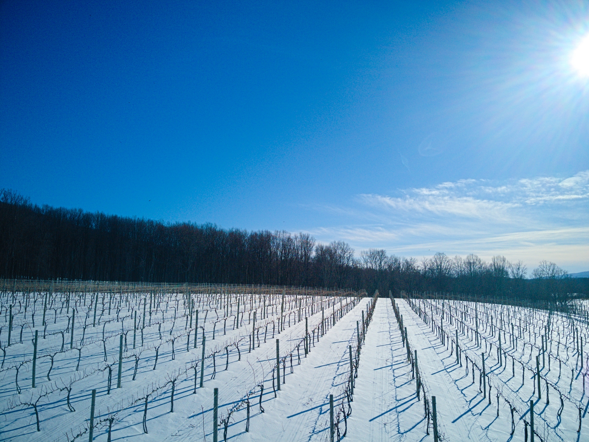 Sunny vineyard with rows of grape vines