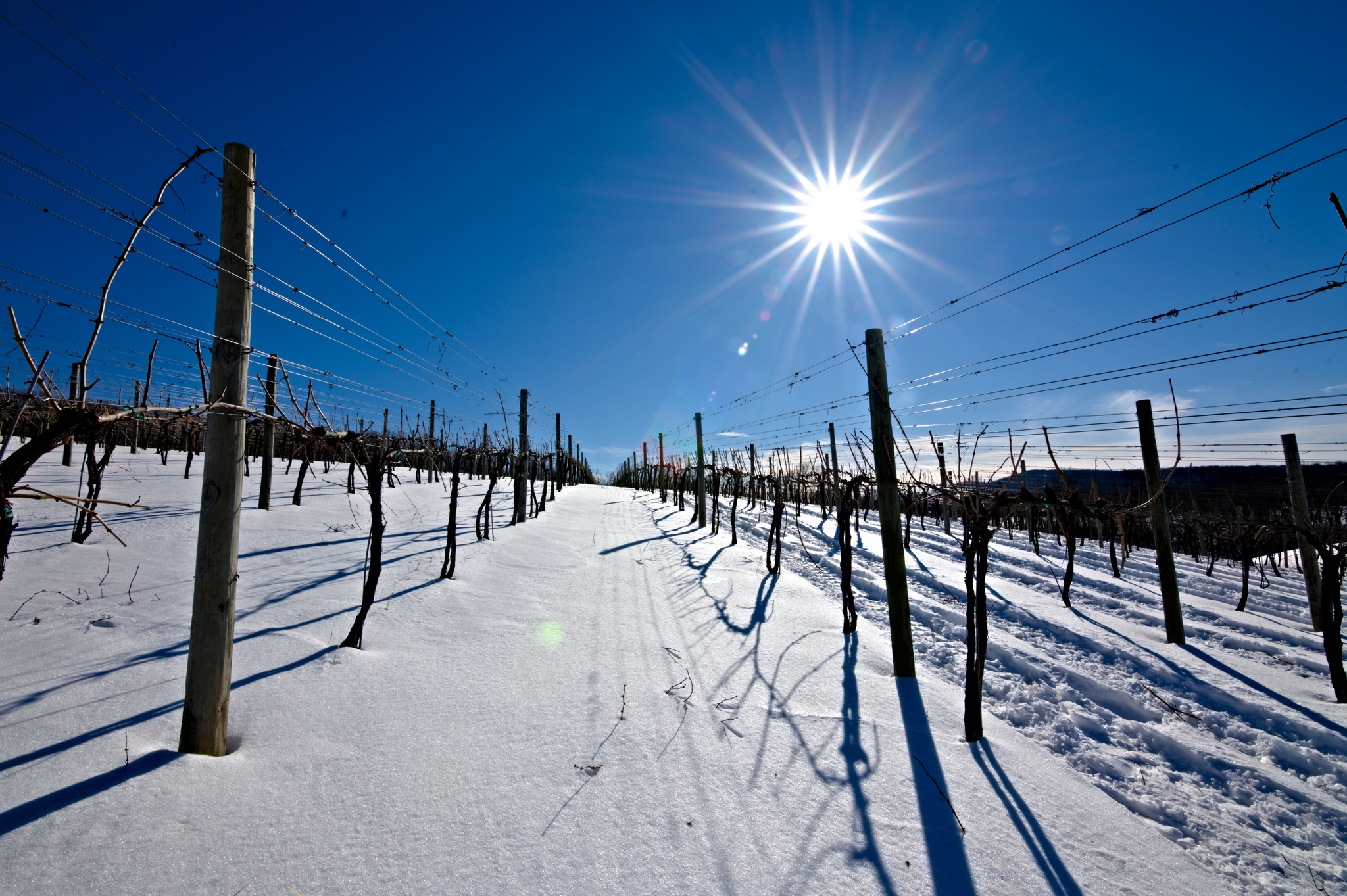 Winter vines with snow with sunburst