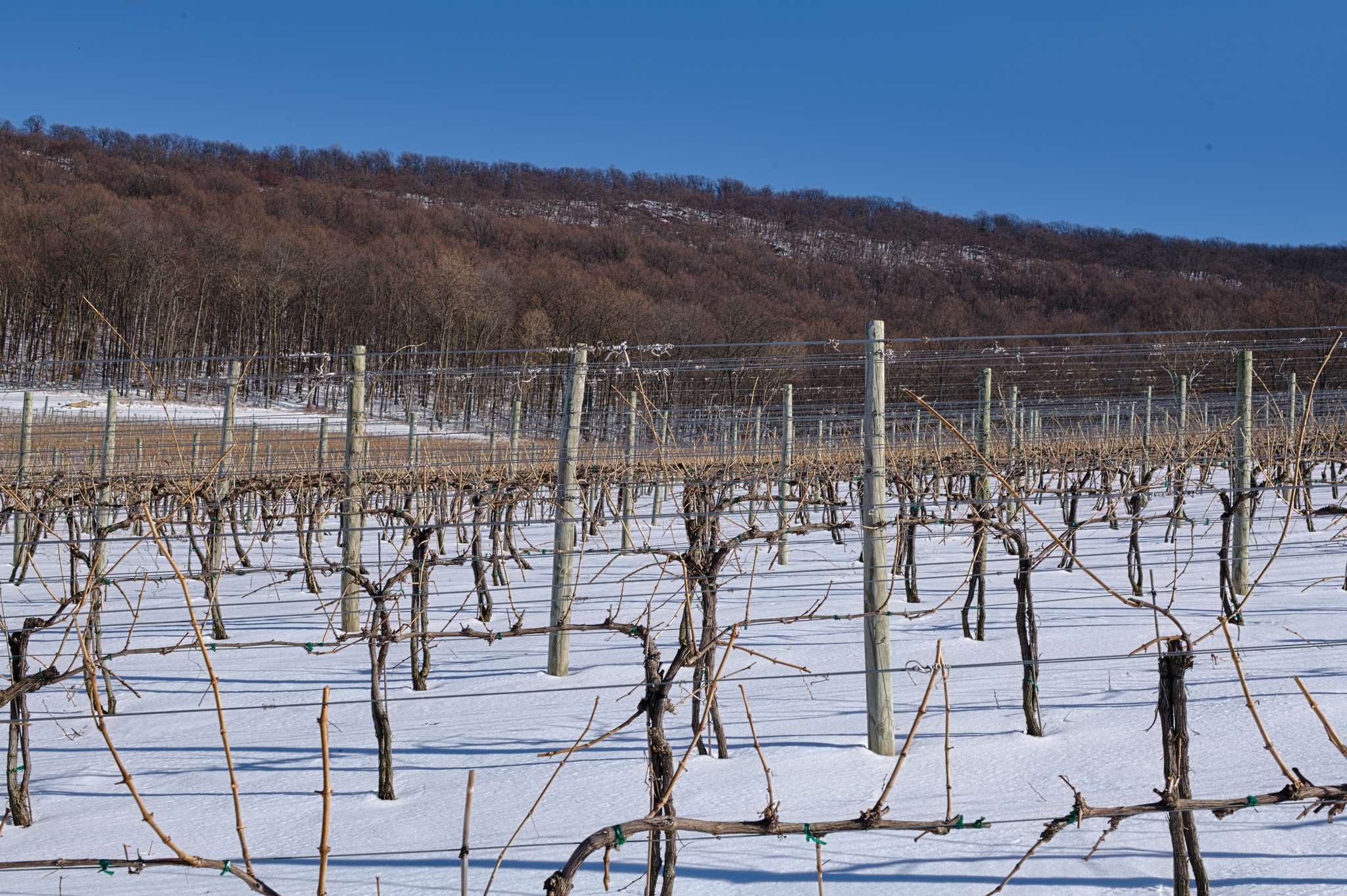 Winter vines with snow