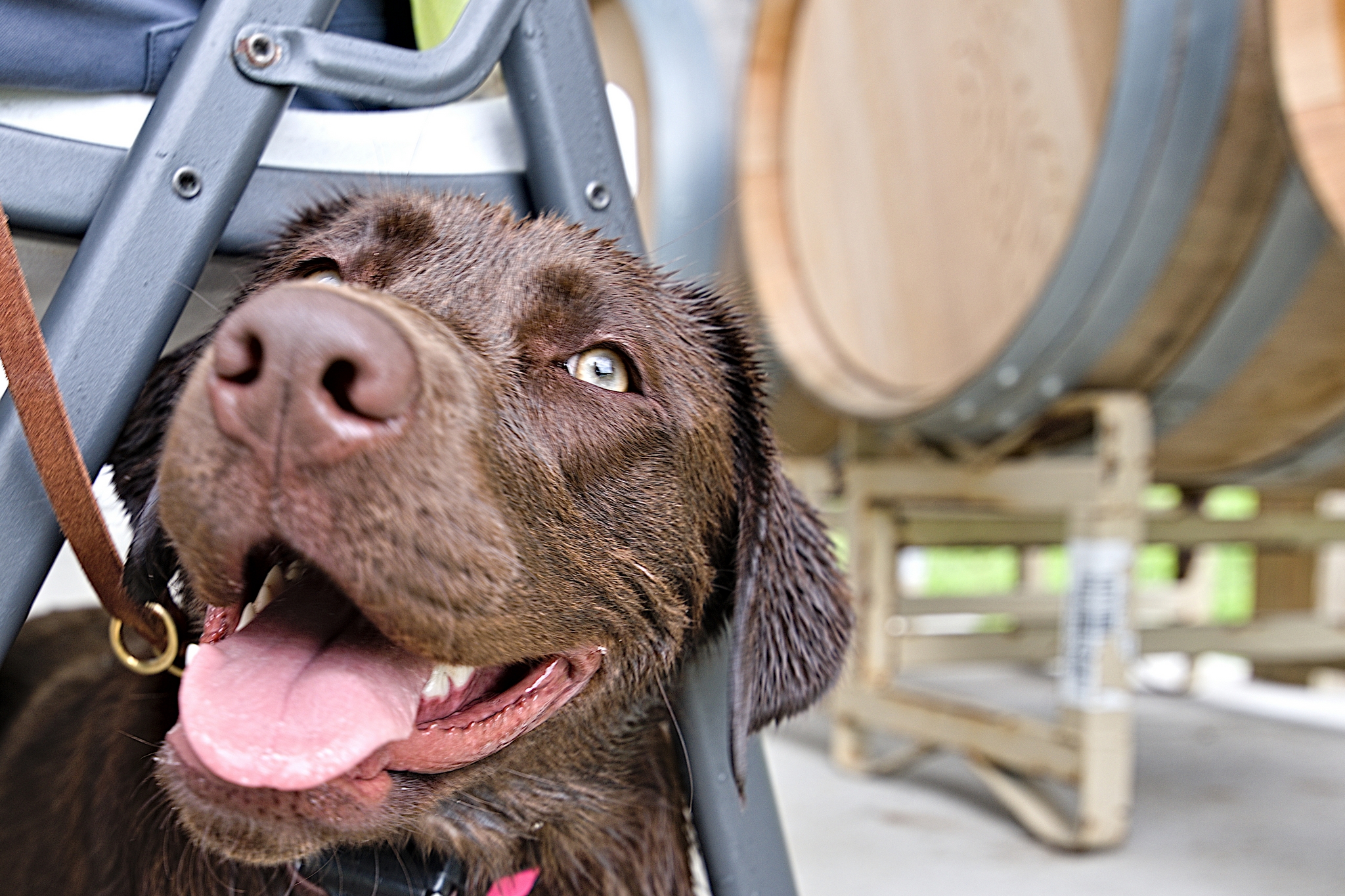 Happy lab at a winery