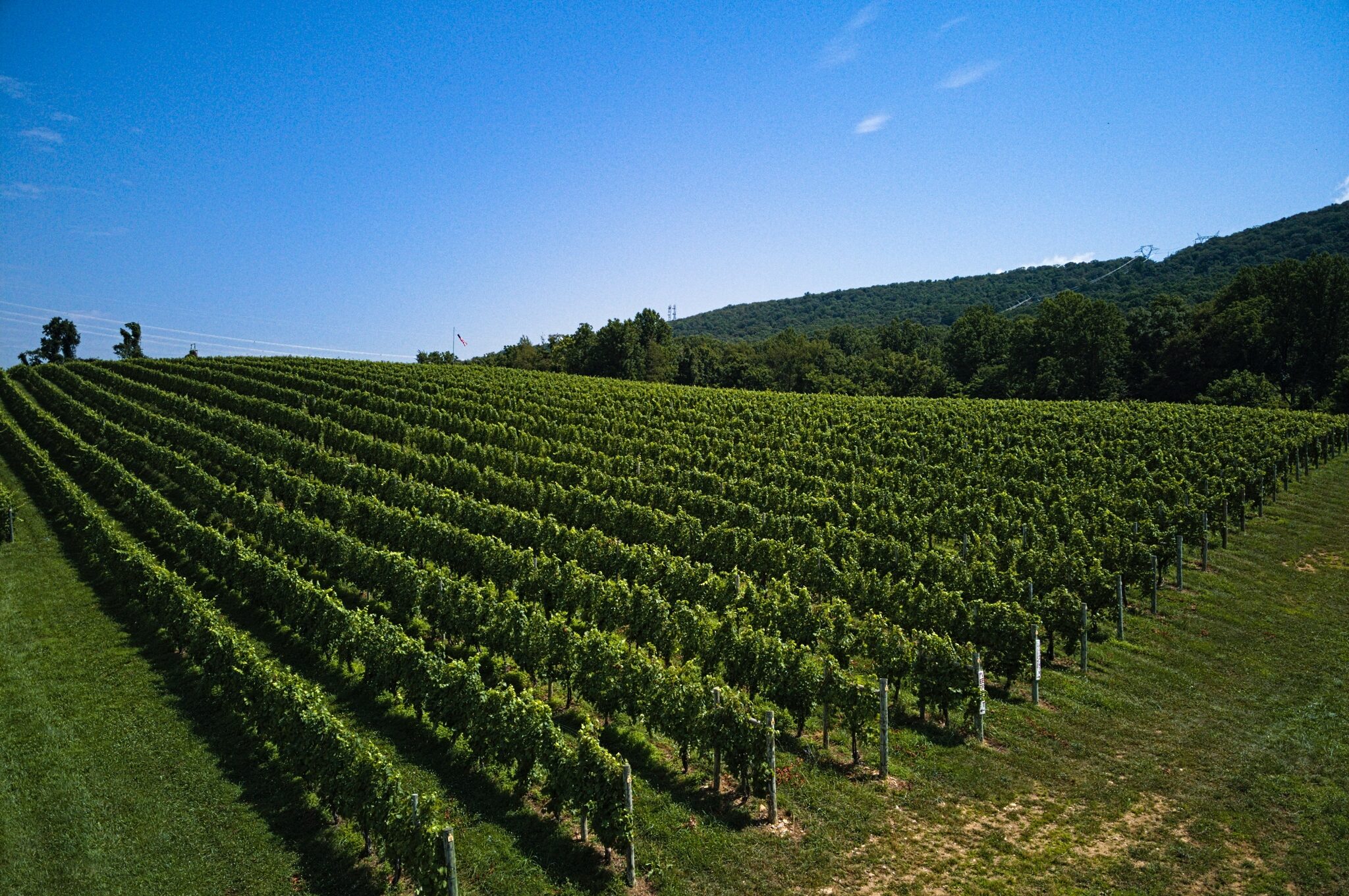 Block 3 Vineyard