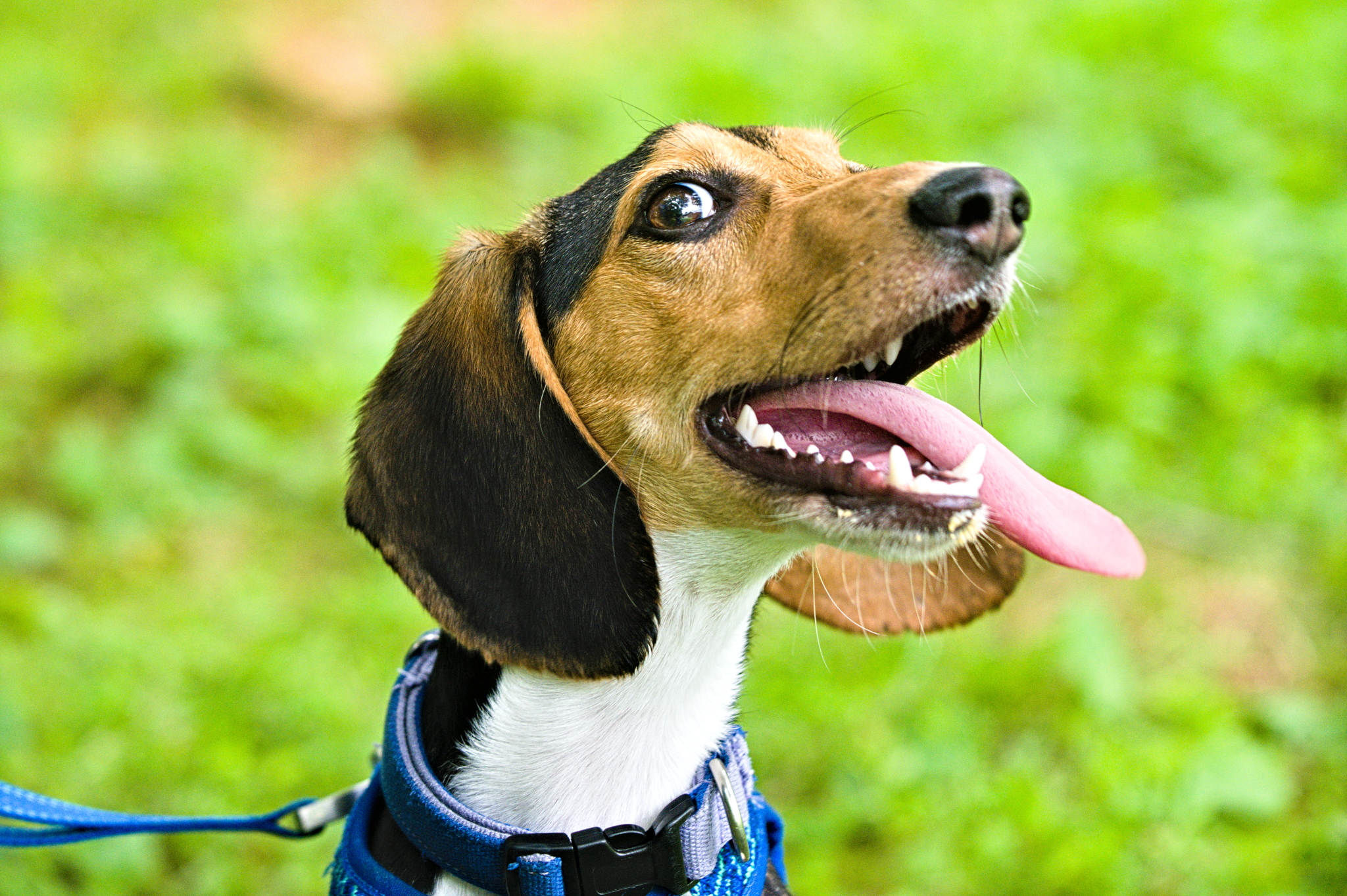 cooper-mixed breed dog