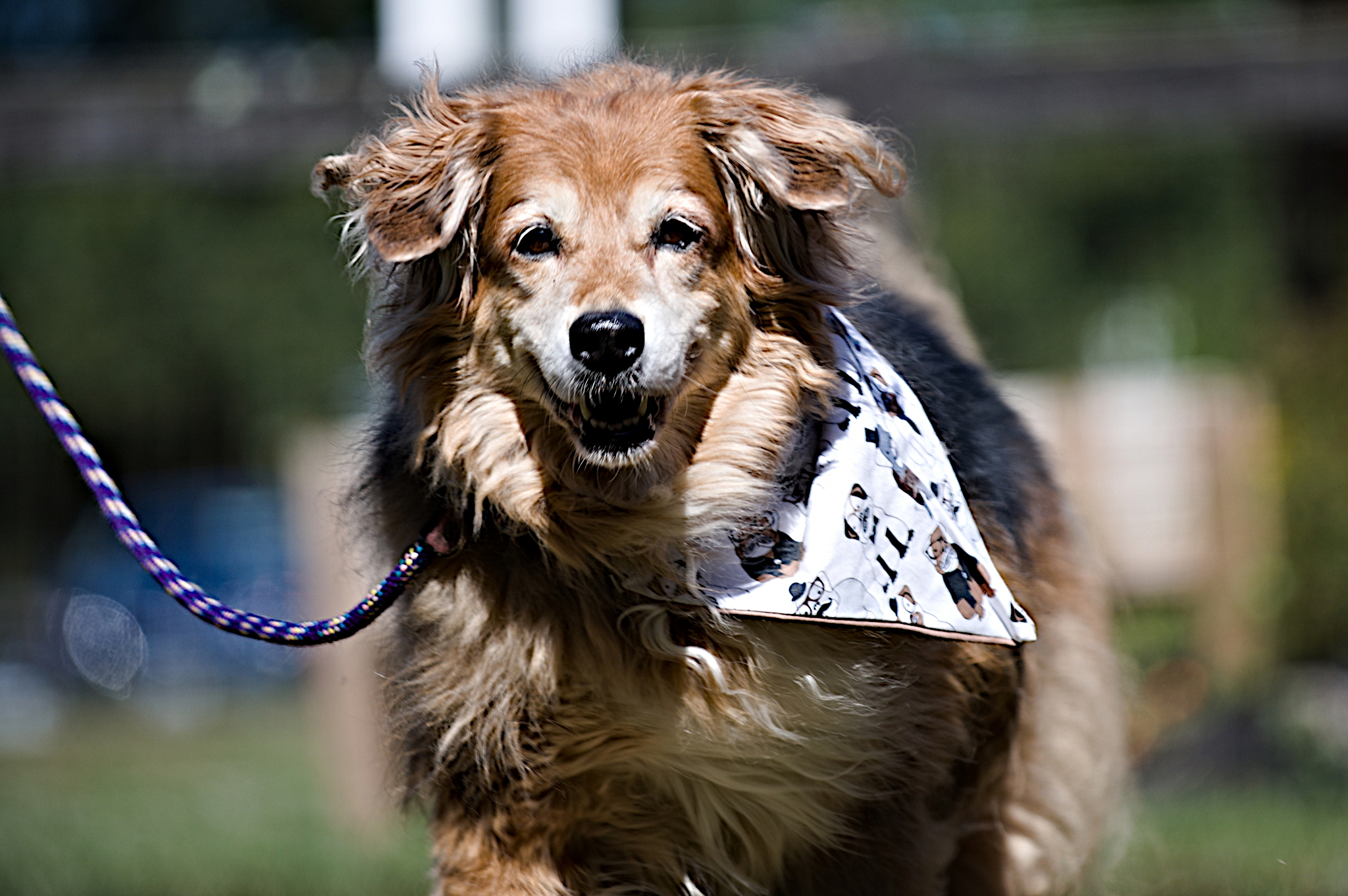 Mixed breed dog