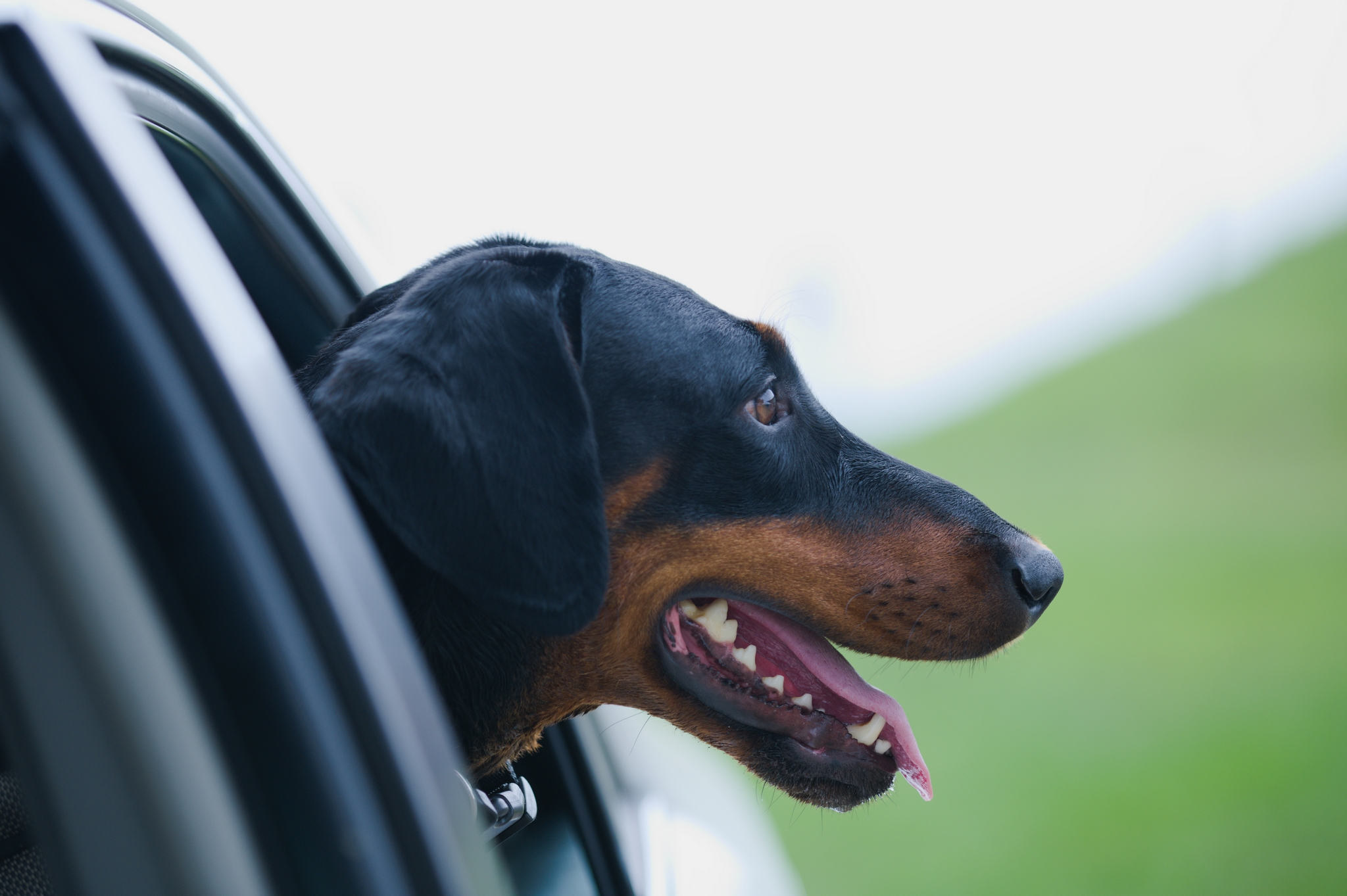 Doberman with head out of car window