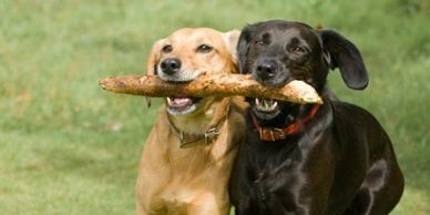 Labs carrying stick